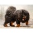 Tibeto mastifas: piešinys