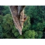 Een jonge orangoetan beklimt hoog op een boom, het Eiland van Borneo, West-Kalimantan, Indonesië