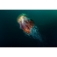 De manen van de medusa-leeuw, geschoten van de kust van Schotland