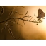 Vlinder bij zonsondergang Foto door Toni Guetta
