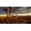 Mojave basamortua