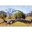 Lví mláďa spí na padlých stromoch v národnom parku Serengeti, Tanzánia