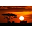 Matahari terbenam dari wildebeest, Serengeti Park, Tanzania