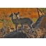 Antilopy rodu Dikdiki v Serengeti