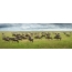 Gran migración de animales al Serengeti.