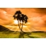 Una foto di un tramonto in Africa, una palma nei raggi dorati