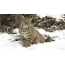 Foto av en lynx i snøen
