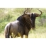 Wildebeest: ko'k yovvoyi hayvonlarning ko'rinishi