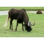 Wildebeest: ақ-құйрықты фауналық түр