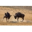 Μάχη του αρσενικού wildebeest