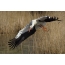Stork នៅក្នុងការហោះហើរ