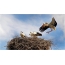 Nest van ooievaars in het dorp dichtbij Nikolayev, de Oekraïne