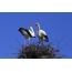ঘাড় মধ্যে storks