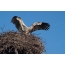 Stork នៅក្នុងសំបុក