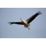 Cegonha-branca em voo