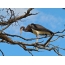 Cegonha-de-barriga-branca em uma árvore seca