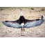 White-Hale Stork далавчаа дэлгэсэн