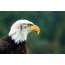 Bald Eagle: Portret