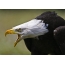 Bald Eagle: Potret