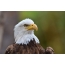 I-Bald Eagle: I-Portrait