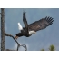 Bald eagle vertrekt vanaf een boomtak
