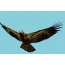 Bald eagle teenager: warna belum sama dengan burung dewasa