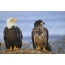 Bald elang: burung dewasa (kiri) dengan seorang remaja (kanan)
