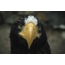 Portret van een Stellers's Eagle