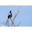 Sorbalda Eagle