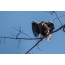 Águila de mar de Steller en una rama de árbol