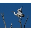 Šedivý volavka v momente pripravenej k stúpaniu na modrej oblohe