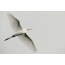 Dakong White Egret sa Paglupad