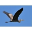 Gray Heron in Flight