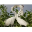 Их цагаан Egret