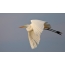 U Gran Egret Bianco hè un grandissimo avventurgiu cù pedi longhi, 94-104 cm altu.