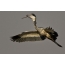 Ang black-necked heron ay nagtitipon ng mga sanga para sa pugad