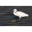 Mali Egret