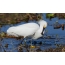 Snowy egret рак кармалды