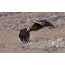 Black vulture e baleha