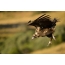 Black Vulture duikt