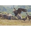 Ama-black vultures abuthana emascara