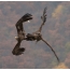 Ama-black vultures amabili enza umonakalo emoyeni