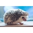 Hdgehog Cute