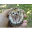 I-cute hedgehog