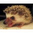Hedgehog muzzle