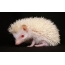 Albino hedgehog