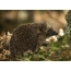 Hedgehog di hutan
