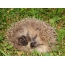 Hedgehog ti sùn