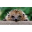 Cute funny hedgehog