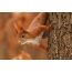 Foto av en ekorn på et tre